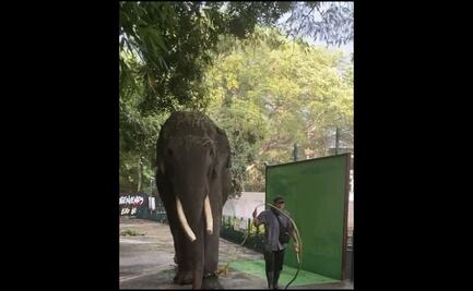 Trasladan al elefante Big Boy a un santuario natural en Culiacán, Sinaloa