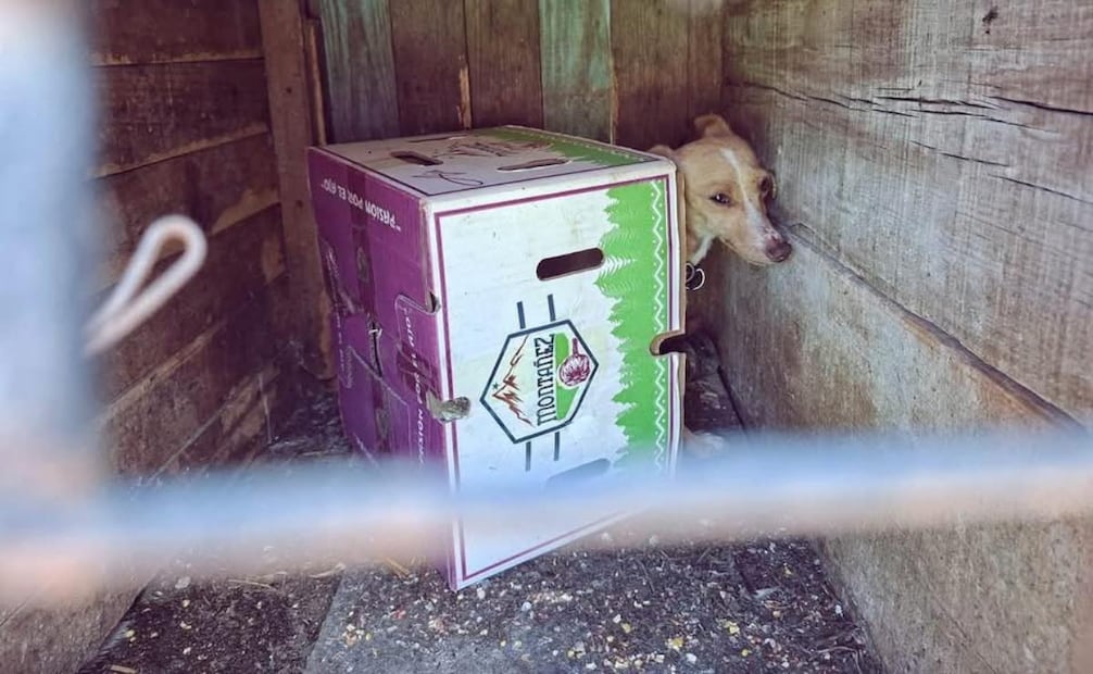 Rescatan a 15 perros en condiciones de abandono en Calpulalpan, Tlaxcala; investigan maltrato animal.
Foto: Especial.