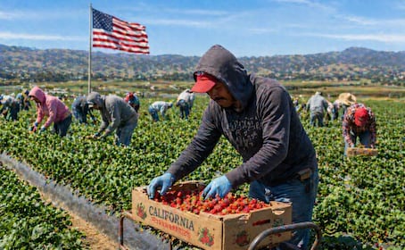 Buscan mexicanos para cosechar fresas en Estados Unidos: Piden primaria y pagan $35,700