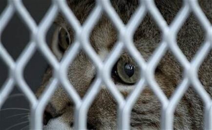 Mexico airlifts big cats, coyote to U.S. wildlife sanctuary 