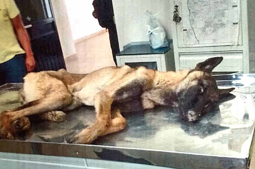 Los canes Hersoft y Lobo forman parte del Grupo Táctico K9, de la policía municipal. De acuerdo con la regidora, los perros afectados fueron alimentados con una marca de croquetas más económica, lo que los hizo perder nutrientes (FOTOS: ESPECIALES)