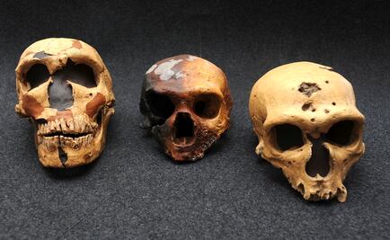 Capacidad pulmonar del neandertal era 20% superior a la del humano moderno