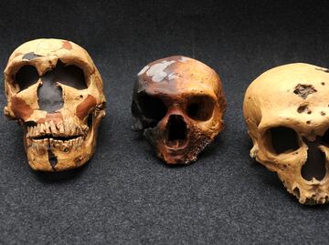 Capacidad pulmonar del neandertal era 20% superior a la del humano moderno