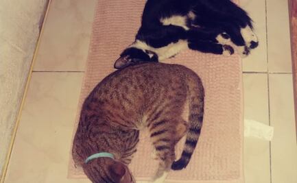 Jóvenes lanzan gatos contra una pared en Veracruz