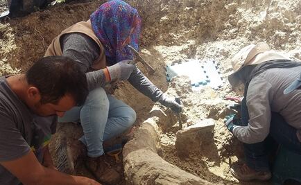 Expertos del INAH conservan restos de mamut