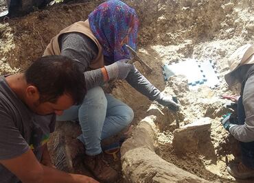 Expertos del INAH conservan restos de mamut