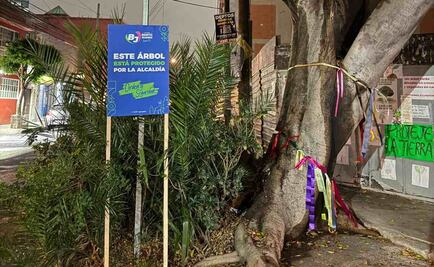 Alcaldía Benito Juárez, vecinos y Sedema acuerdan no tocarle ninguna hoja a Laureano; buscan declararlo como árbol patrimonial