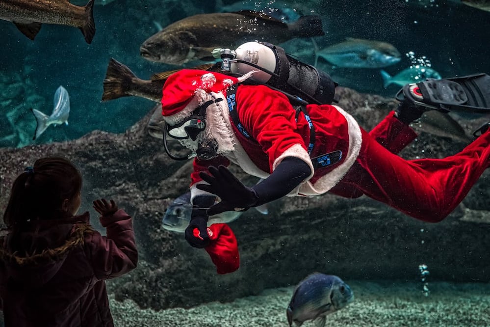 "Cuento de Navidad bajo el mar" en el Acuario Inbursa. Foto: Pexels