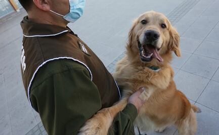 En el Día Mundial del Perro, las 10 obras más conocidas de la literatura