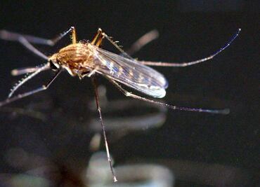 Suman 151 casos de zika confirmados en el país