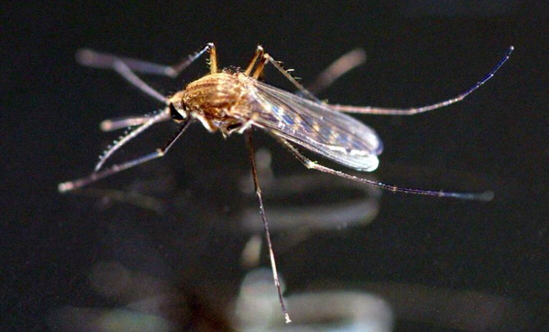 Foto: Archivo EL UNIVERSAL