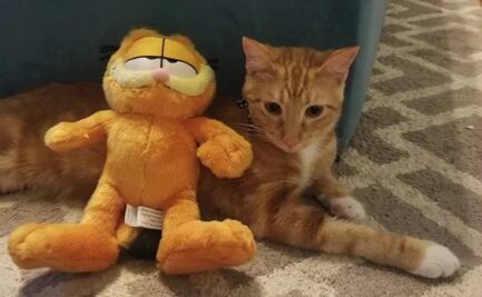"Se busca gato naranja para fiesta de Garfield": el anuncio que se viralizó en redes para un cumpleaños en EU