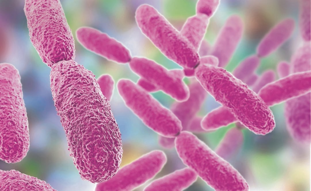 Esta bacteria ha desarrollado una batería de genes que le permite detoxificar el cromo y otros metales pesados. Foto: Especial.
