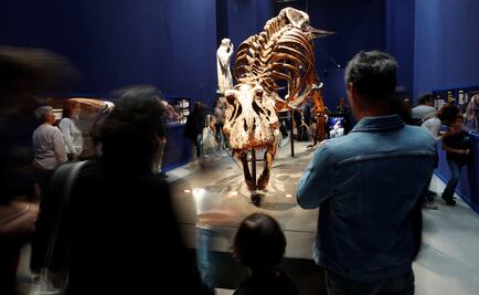 París exhibe restos de tiranosaurio rex por primera vez
