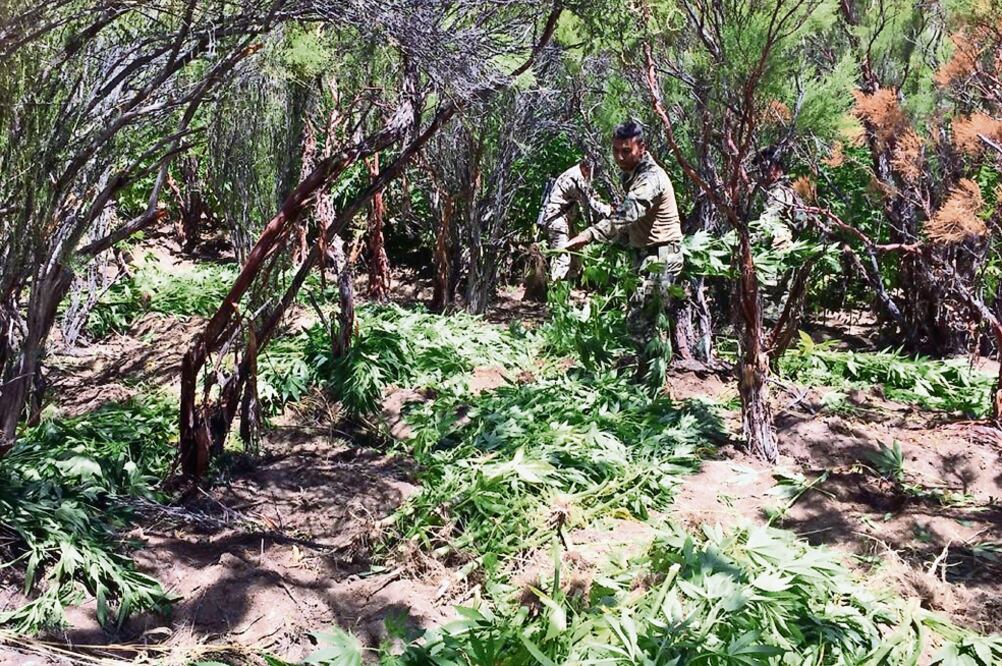 La destrucción de la yerba se realizó como resultado de trabajos de campo y gabinete, donde se tuvo conocimiento de los plantíos al norte de Ensenada. (SEMAR)