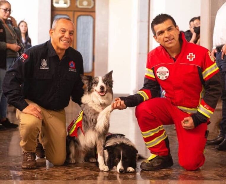 Orly y Balam inspiran creación de escuela para perros rescatistas en Querétaro