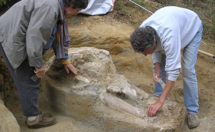 Hallan cráneo de un mastodonte, el único conocido en su especie