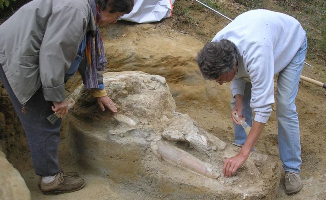 El cráneo fue localizado en Isle-en-Dodon, Francia. Foto: Museum de Toulouse