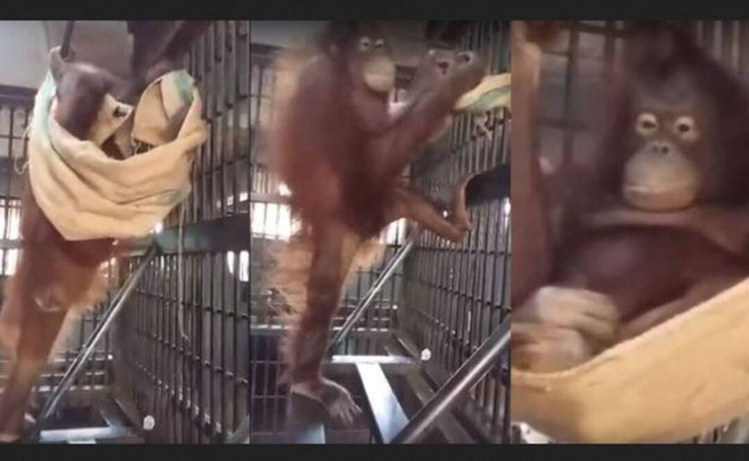 En tres minutos este orangután armó una cómoda hamaca. Foto: Capturas YouTube