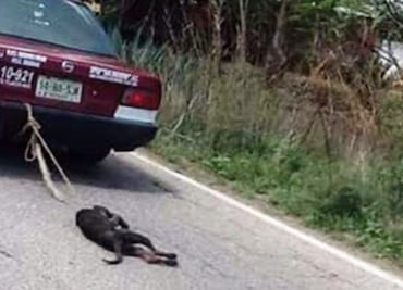 Identifican a chofer de taxi que arrastró a perro en Oaxaca