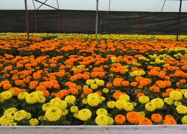 Alistan un millón de flores de cempasúchil para Día de Muertos