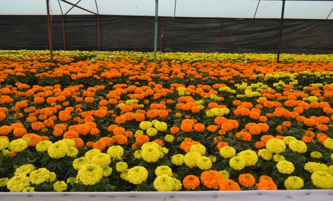 (Foto: Cortesía Sederec)