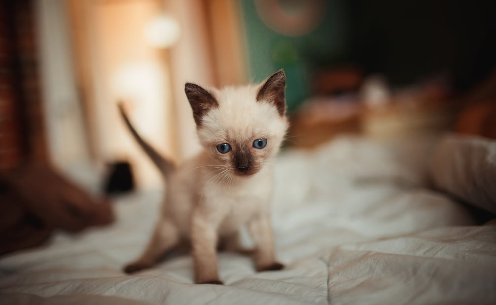 Los gatitos menores de un año son una de las poblaciones más vulnerables. Foto: Canva
