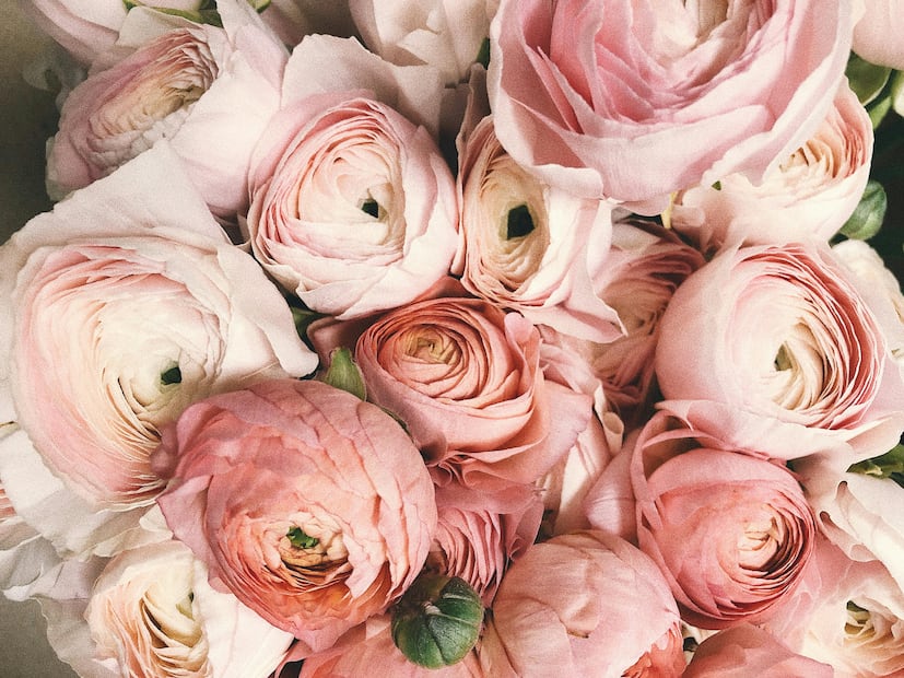 Cada fragancia cuenta una historia sobre polinización, defensa y conexión con el entorno natural.

Foto: Pexels