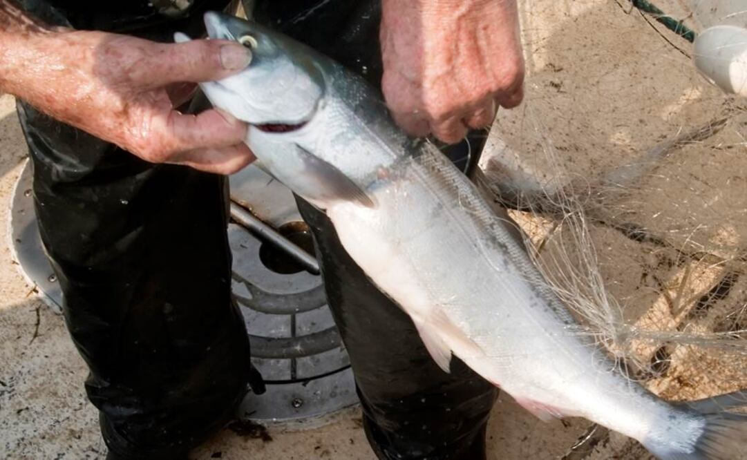 Han muerto o están moribundos debido al aumento de la temperatura. Foto: AP