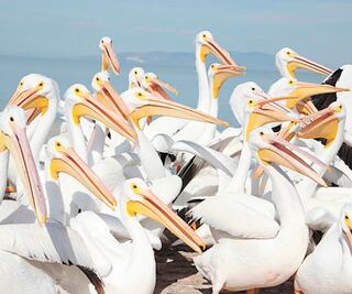 Inicia arribo de pelícanos blancos