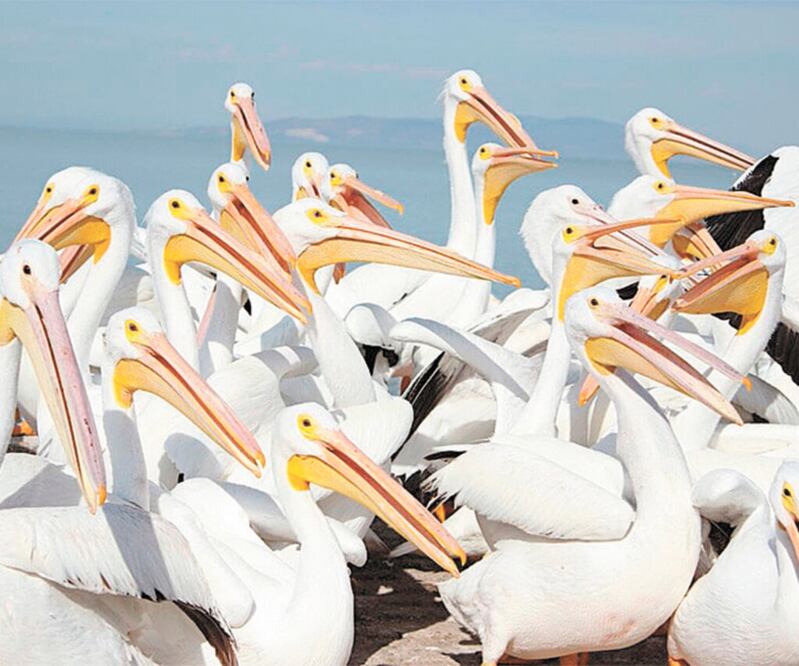 A estas atractivas aves también se les conoce como pelícanos borregones por la blancura y abundancia de sus plumajes. Foto/ESPECIAL