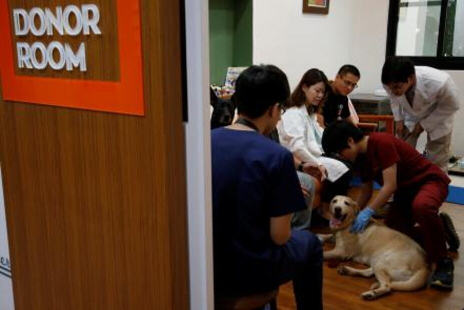 Abren primer banco de sangre para perros en Taiwán 