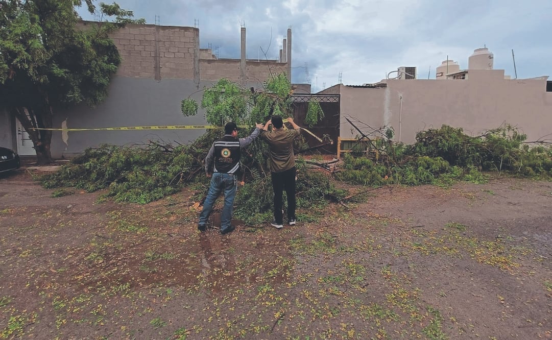 Una tormenta eléctrica con fuertes rachas de viento y lluvias sorprendió a Baja California Sur y provocó caída de árboles. Foto: Especial