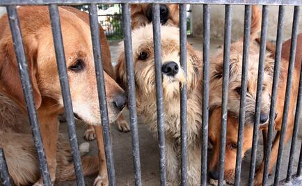 Aumenta sacrificio de animales en CDMX y Edomex en temporada de Halloween, advierte Camada Nitin Neza 