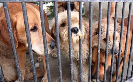 Justicia para Benito: ¿Qué se considera maltrato animal y cuál es la multa en Edomex?