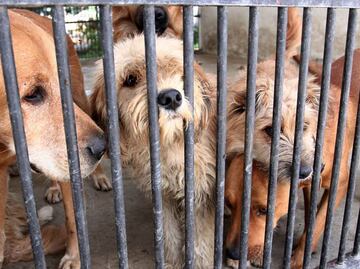 Justicia para Benito: ¿Qué se considera maltrato animal y cuál es la multa en Edomex?