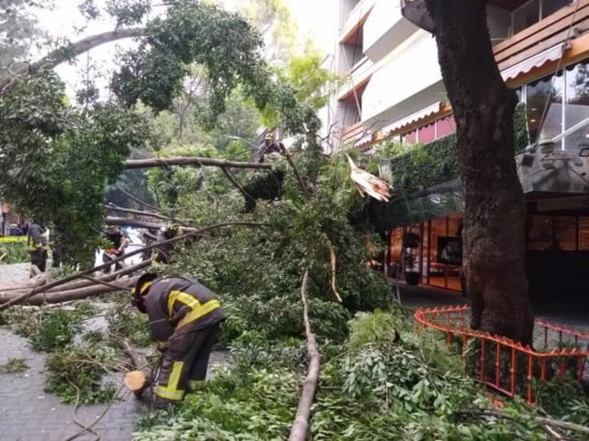 Cae árbol sobre hotel en la colonia Juárez; no hay lesionados