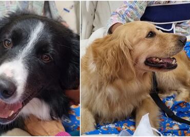 VIDEO Lomitos visitan a niños del Hospital Pediátrico de Coyoacán para ayudarles a enfrentar los procedimientos médicos