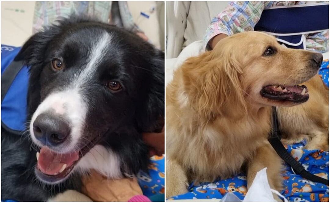 Samantha y Pericles forman parte del grupo de perritos que todos los martes visitan a los pequeños que se encuentran internados en el Hospital Pediátrico de Coyoacán. Fotos: Especiales
