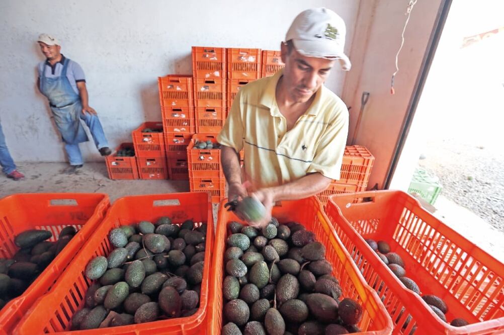 De acuerdo con los productores, si se elevan los aranceles al aguacate su prec io puede aumentar 35%, por lo que va a dañar a los exportadores mexicanos (ARCHIVO EL UNIVERSAL)