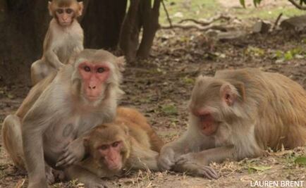Los lazos sociales ayudan a los animales a vivir más tiempo
