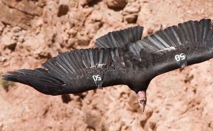 Una fórmula matemática para salvar o condenar especies en extinción