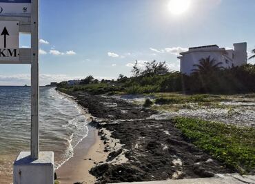 Ingeniería de la UNAM presenta propuesta para crear observatorio del sargazo