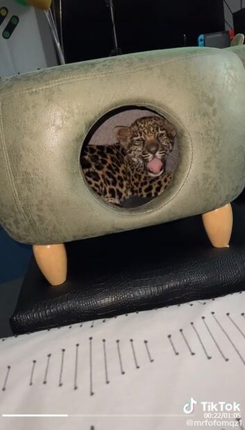 El influencer Fofo Máquez presume su peculiar mascota y otros lujos de su habitación