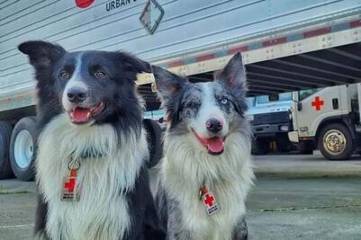 Héroes: Hijos de Athos, perrito rescatista asesinado en México, apoyan en Terremoto de Turquía 