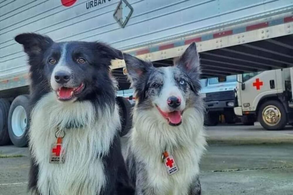 El asesinato de Athos conmocionó a miles de mexicanos. Foto: Twitter @CruzRoja_MX