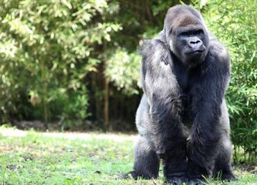 Endangered gorilla dies at Mexico City Zoo