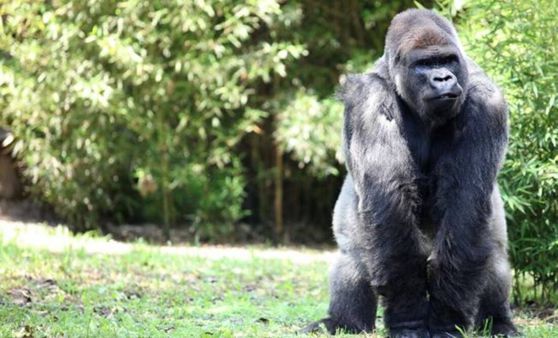 (Photo: Valente Rosas / El Universal)