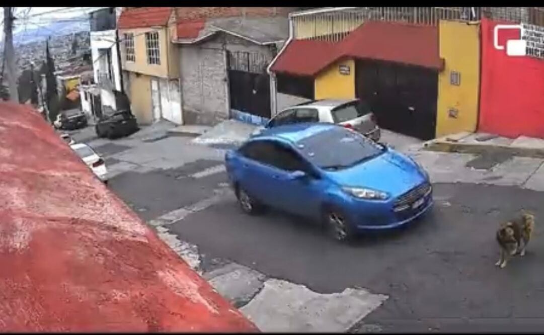 Foto: Captura Twitter @MundoPatitas