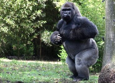 Profepa ya investiga muerte del gorila Bantú